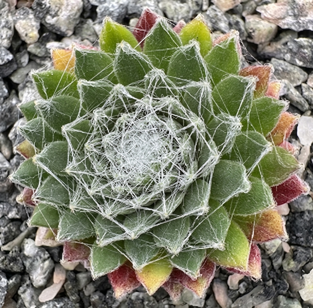 Sempervivum 'Boule de Neige' 